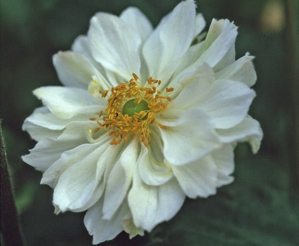 Anemone hybrida 'Whirlwind'