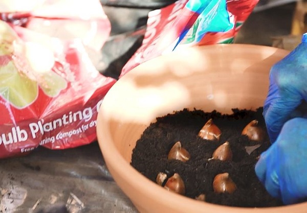 planting bulbs in autumn