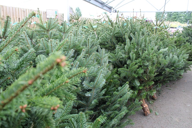 cut christmas trees in a garden centre
