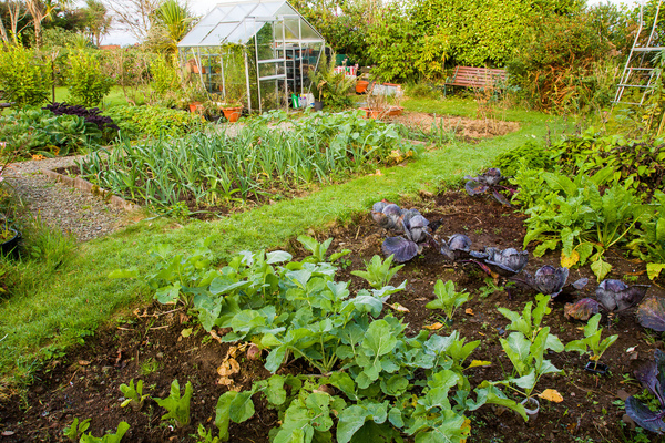 Planning Your Vegetable Garden