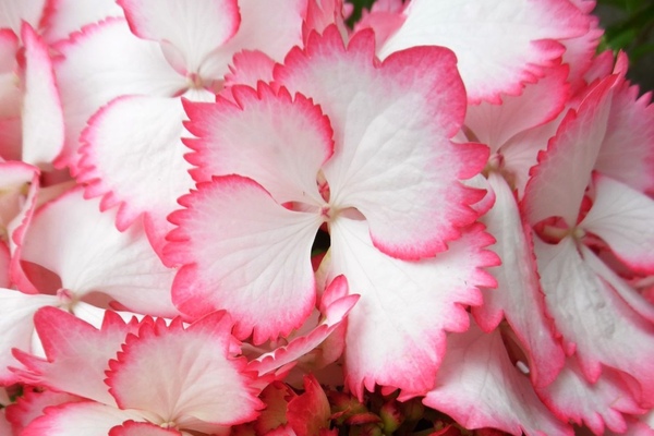 Hydrangea | Plant Profile