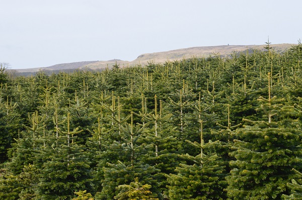 christmas trees growing on a farm
