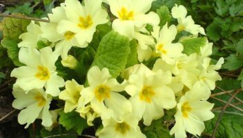 Primrose vulgaris