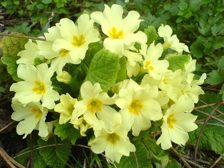 Primrose vulgaris