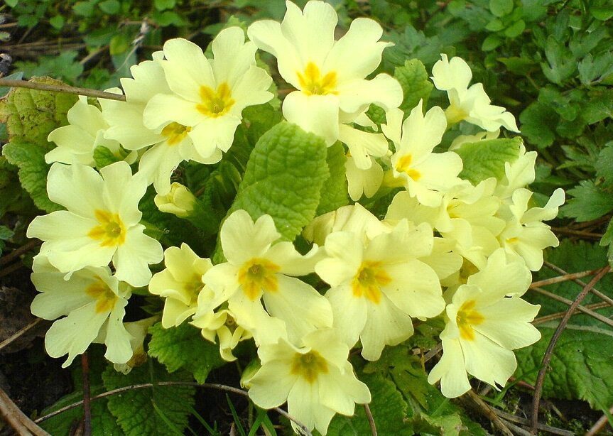 Primrose vulgaris