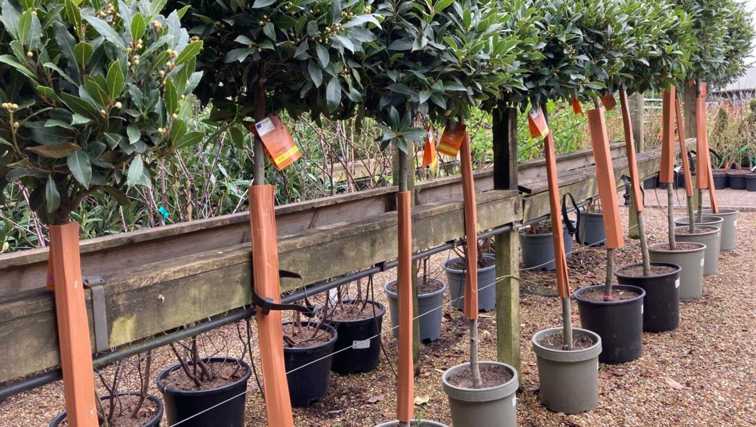 Shaped Bay Trees - Plant Profile | Hillier Garden Centres