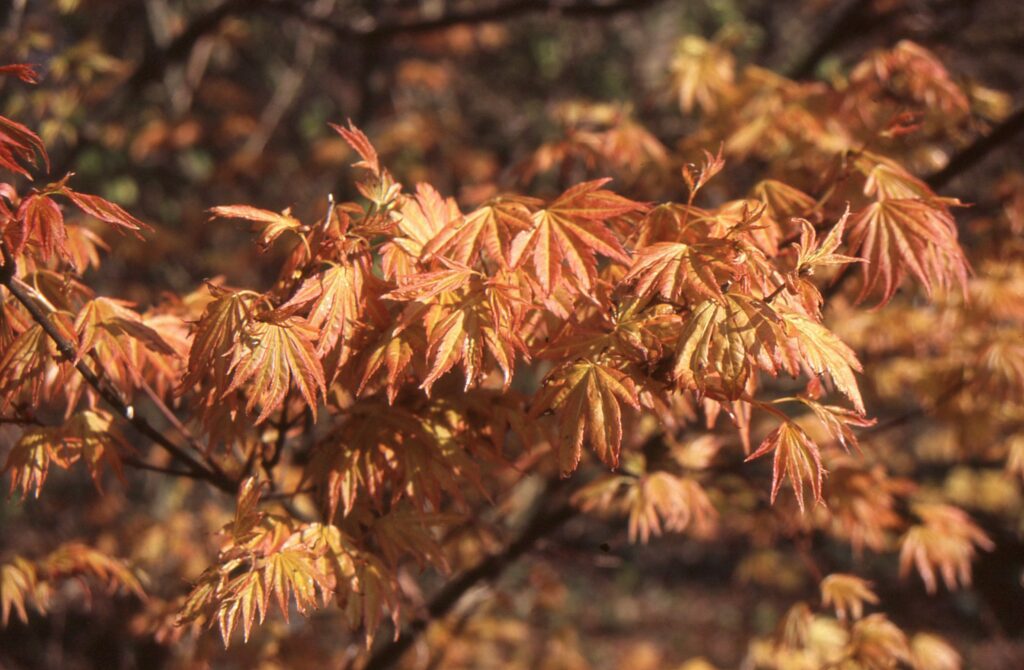 Acer palmatum ‘Orange Dream’ 3L 5023242327600 2