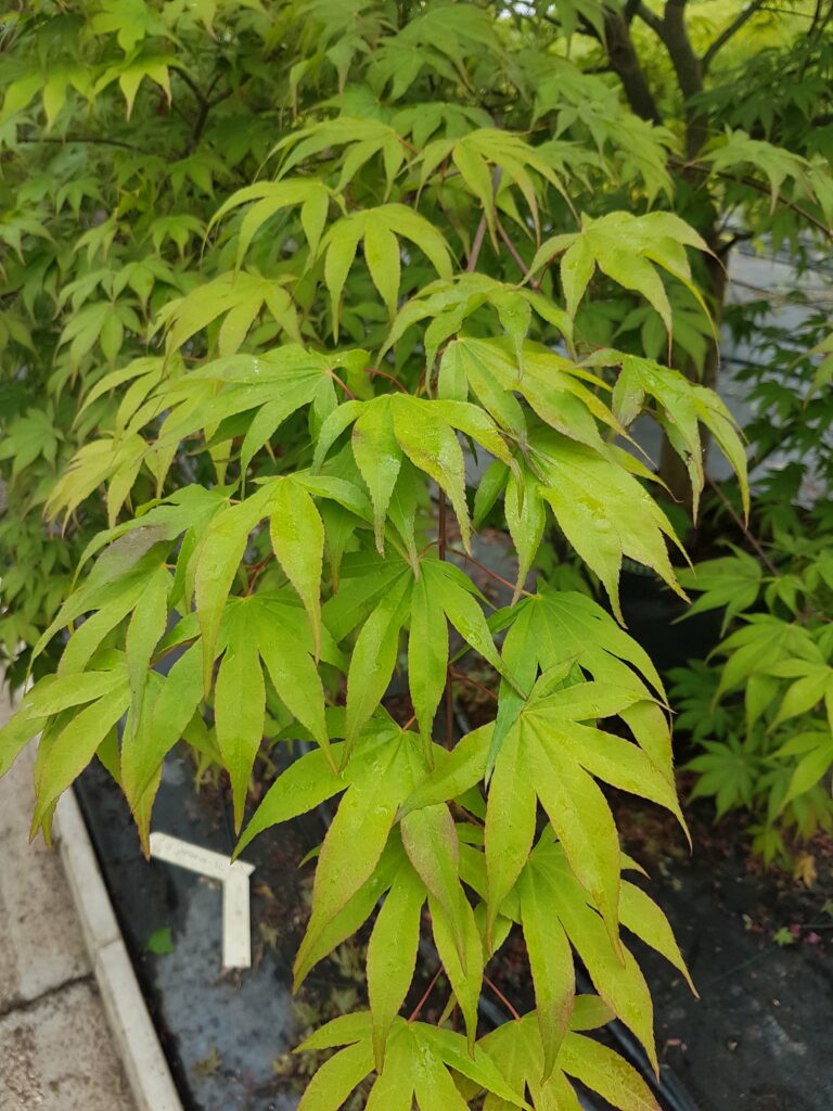 Acer palmatum ‘Sango-kaku’ 3L 5023242206059