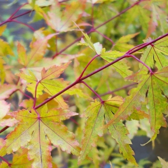 Acer palmatum ‘Sango-kaku’ 3L 5023242206059