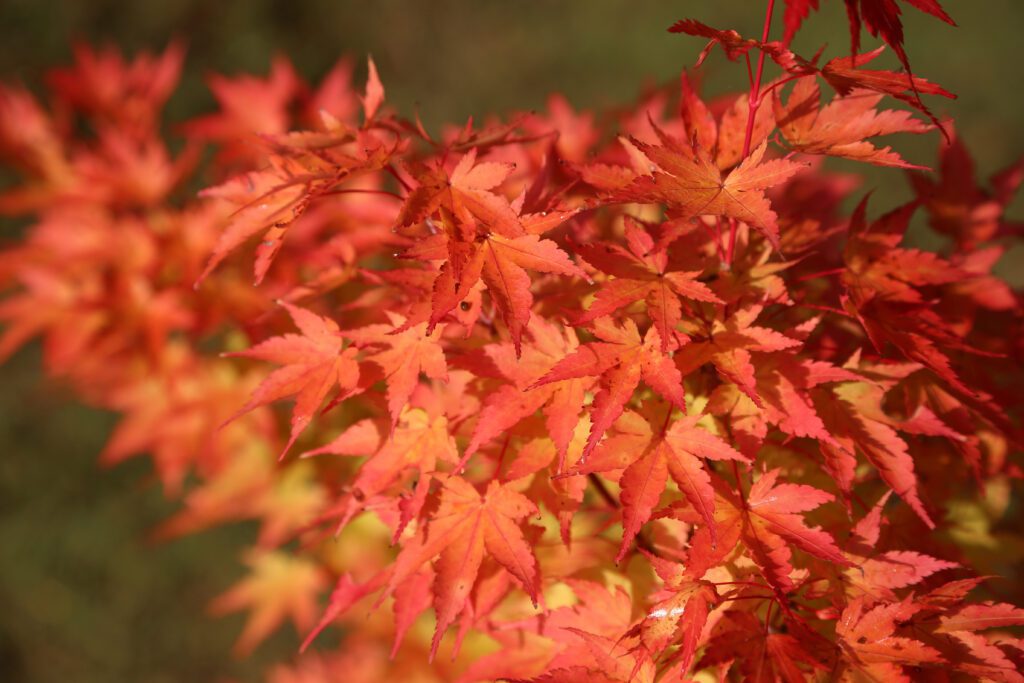 Acer palmatum ‘Sango-kaku’ 3L 5023242206059