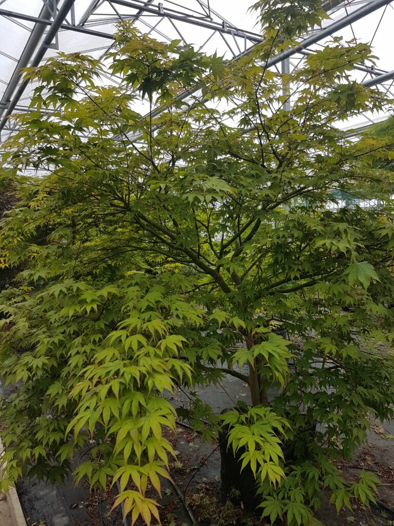Acer palmatum ‘Sango-kaku’ 3L 5023242206059