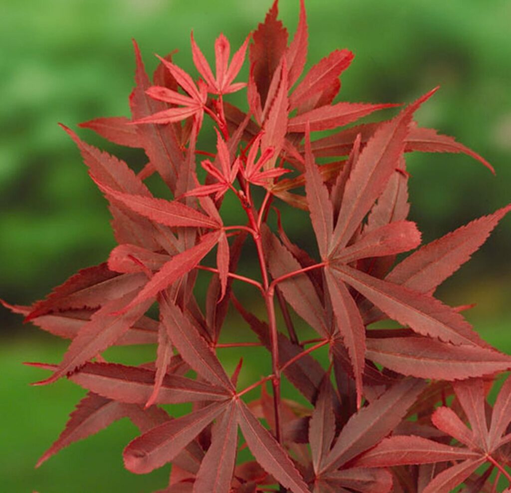 Acer palmatum ‘Shaina’ 3L 5023242287959 2