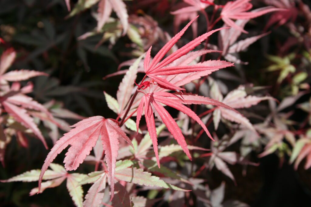 Acer palmatum ‘Shaina’ 3L 5023242287959 2