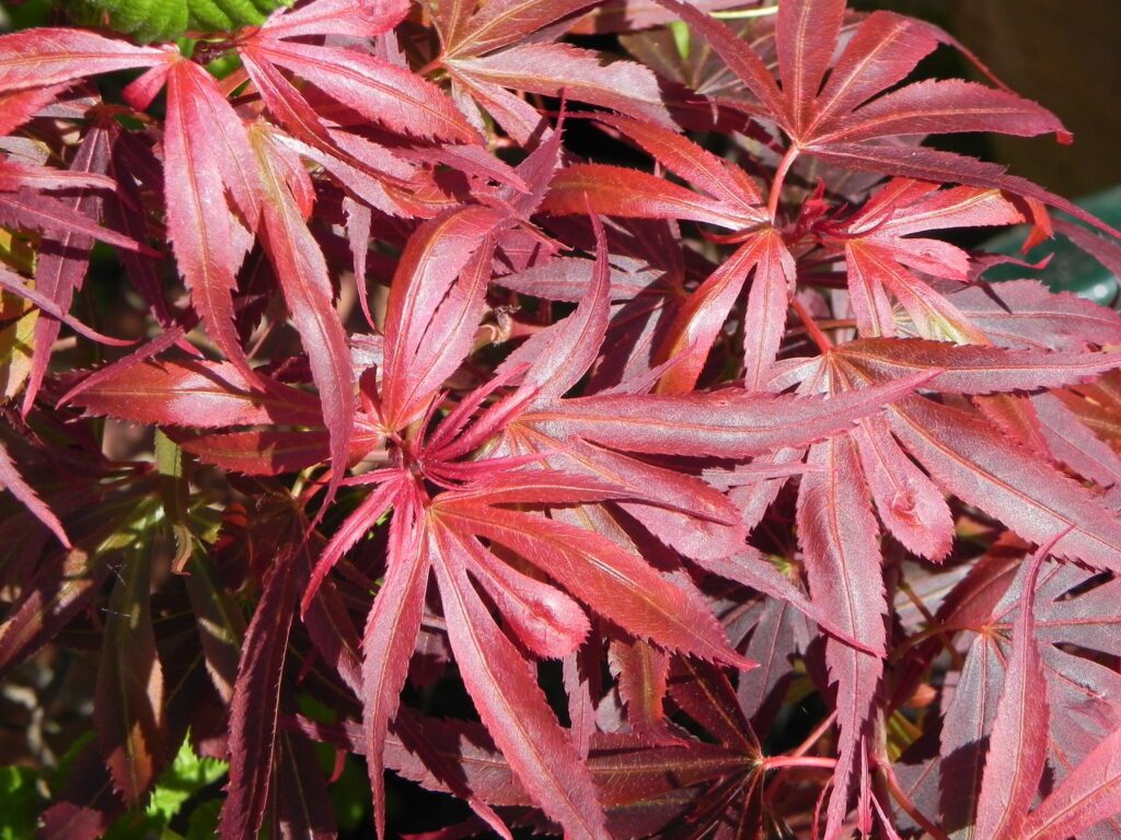 Acer palmatum ‘Shaina’ 3L 5023242287959 2