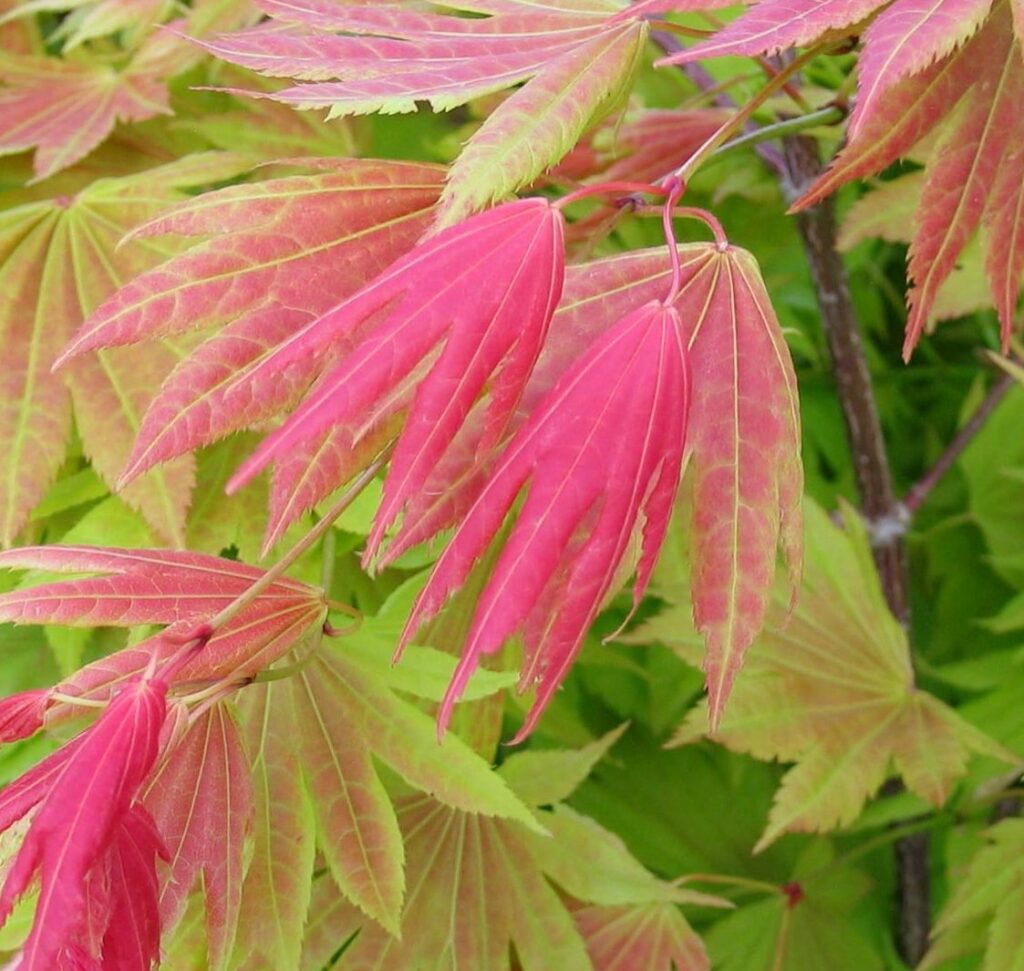 Acer shirasawanum ‘Moonrise’ 3L 5023242356334 2