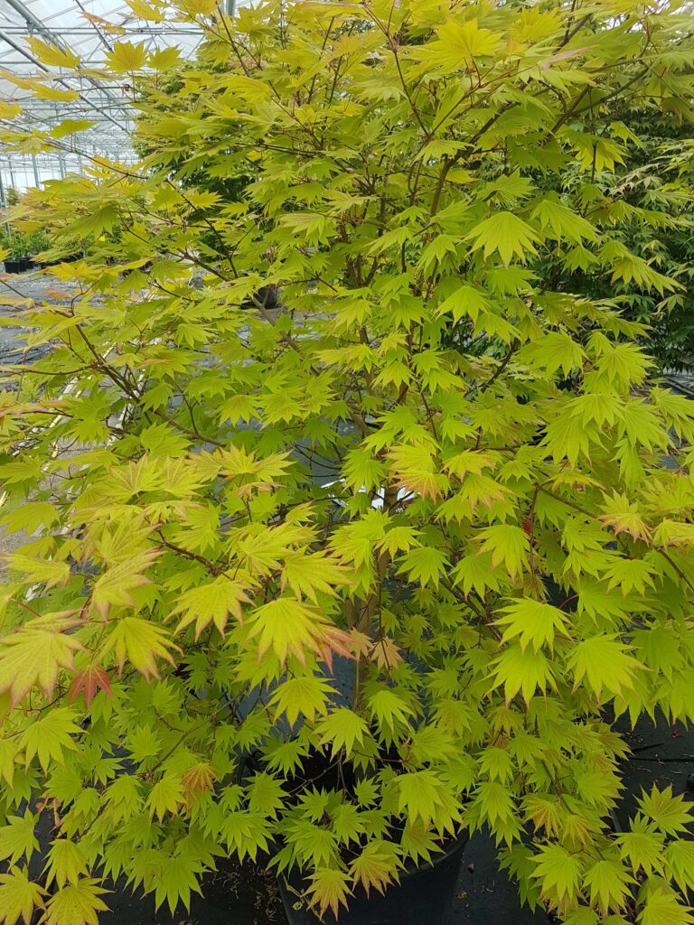 Acer shirasawanum ‘Moonrise’ 3L 5023242356334 2