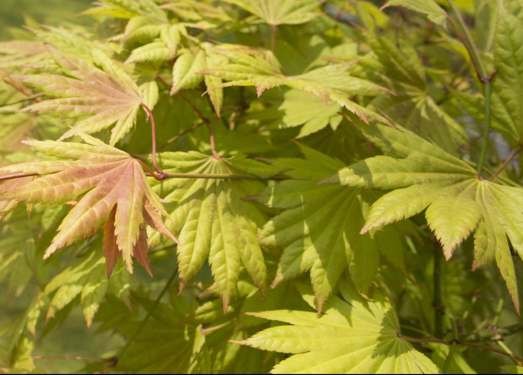 Acer shirasawanum ‘Moonrise’ 3L 5023242356334 2