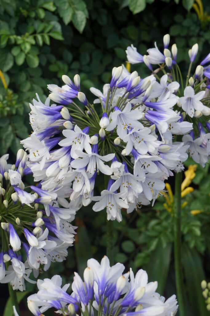 Agapanthus ‘Twister’ 2L 5023242367675