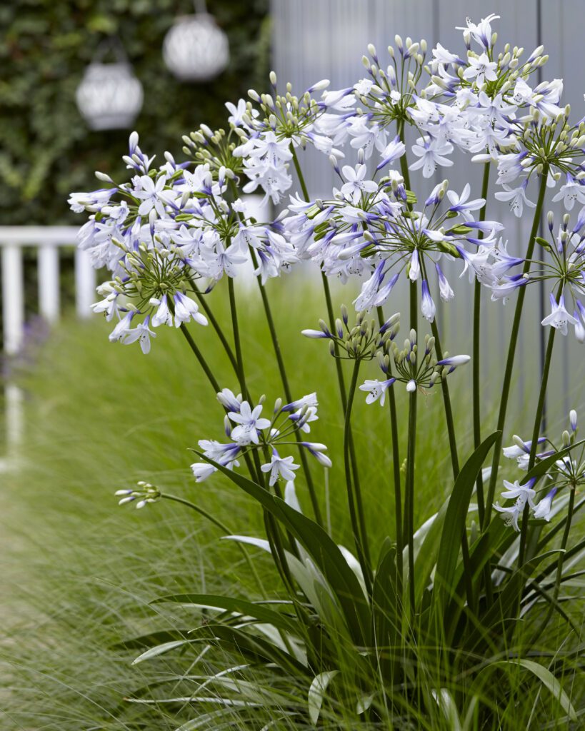 Agapanthus ‘Twister’ 2L 5023242367675