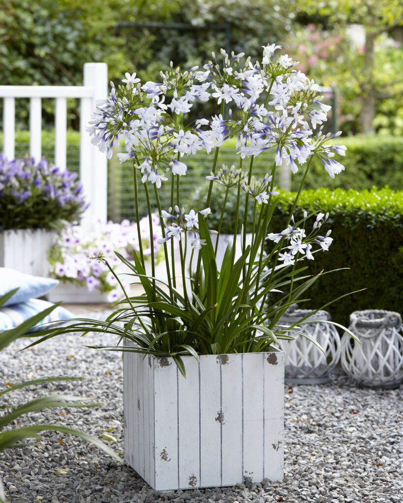 Agapanthus ‘Twister’ 2L 5023242367675