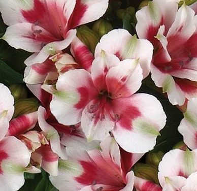 Alstroemeria inticancha ‘Maya’ 3L 5023242361581