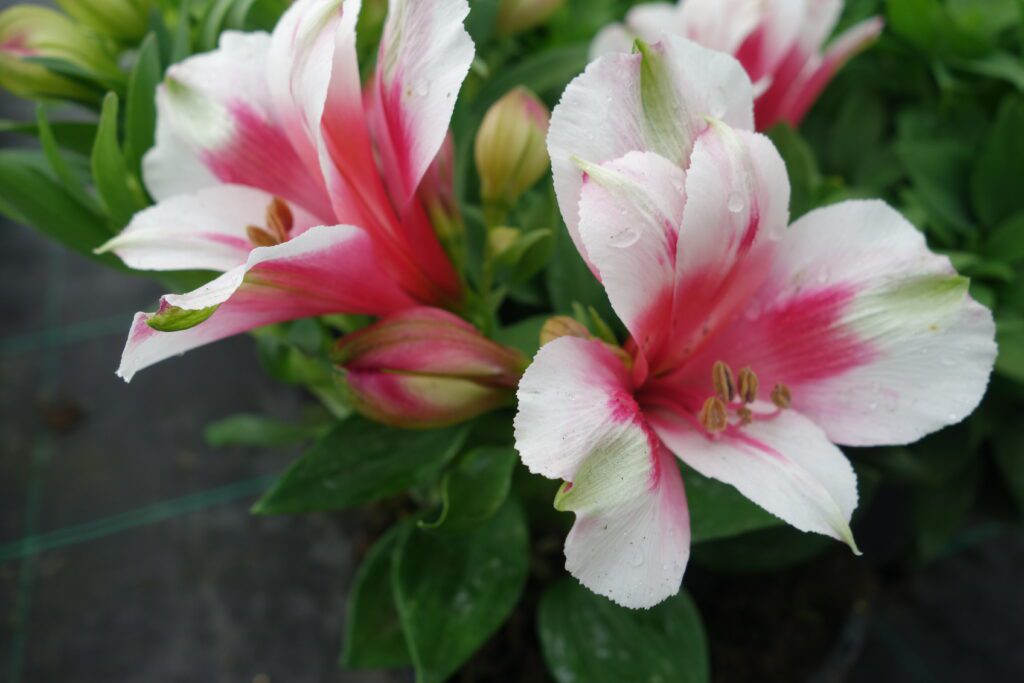 Alstroemeria inticancha ‘Maya’ 3L 5023242361581