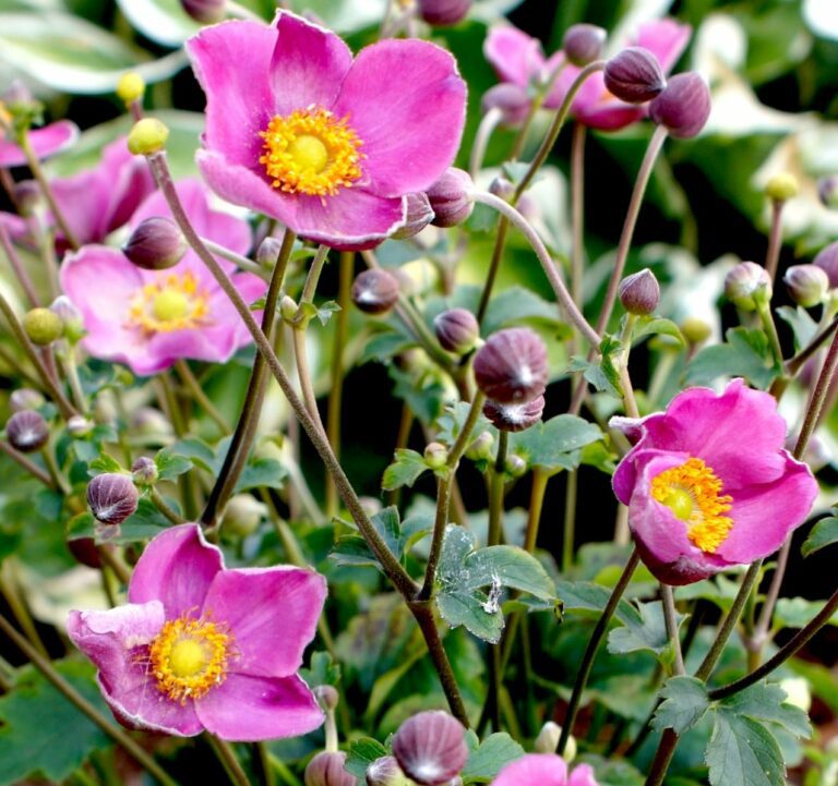 Japanese Anemone | Plant Profile