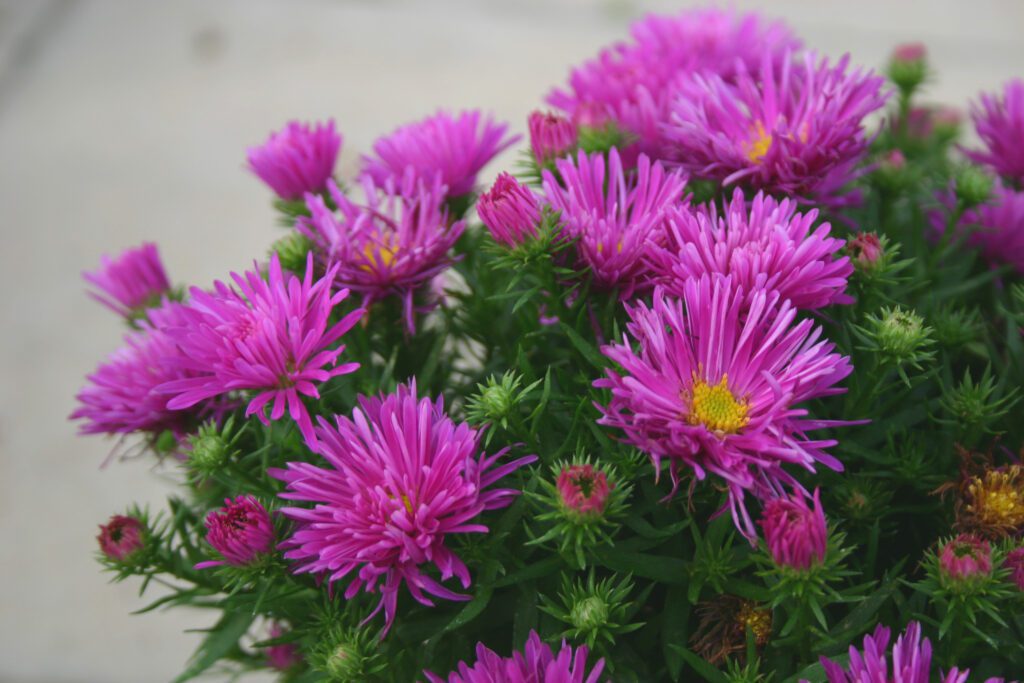 Aster ‘Autumn Jewels Purple Diamond’ 2L 5023242334806