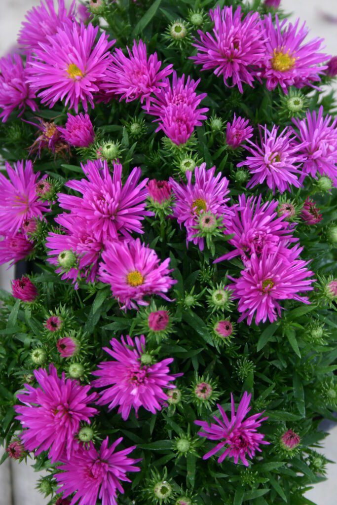 Aster ‘Autumn Jewels Purple Diamond’ 2L 5023242334806