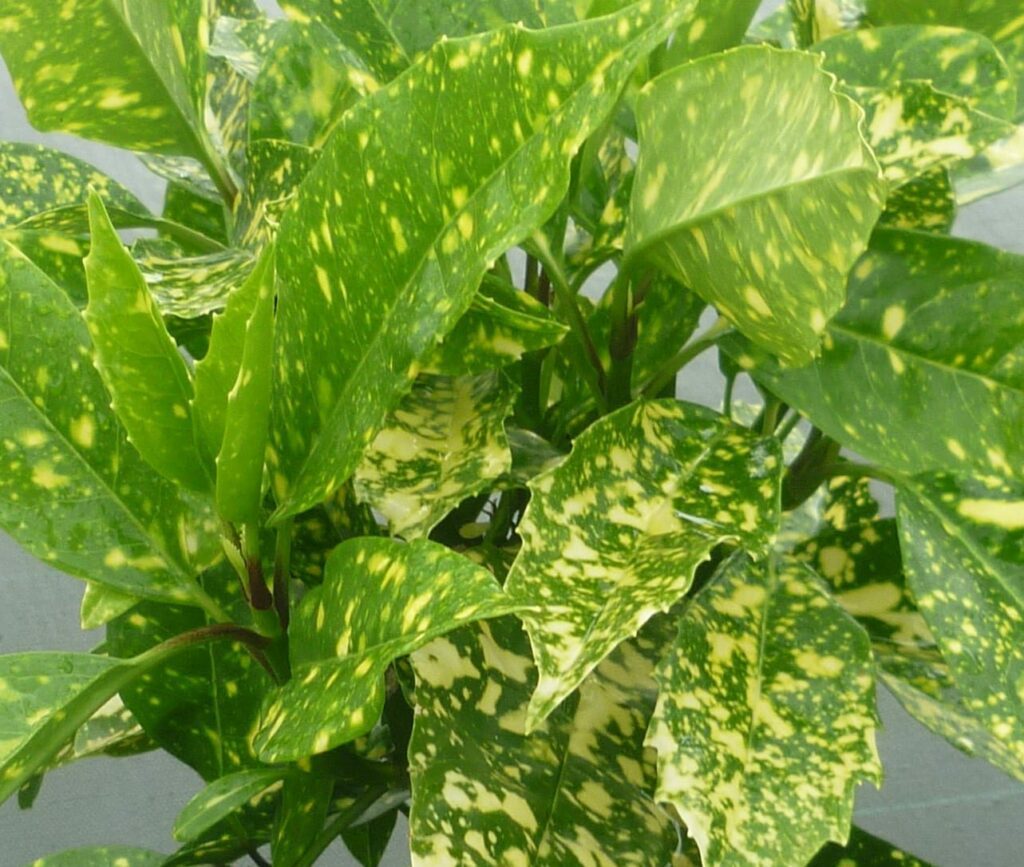 Aucuba japonica ‘Marmorata’ 3L 5023242206073