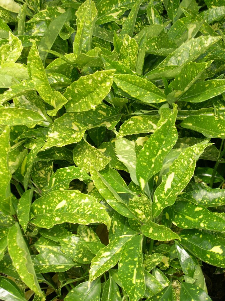 Aucuba japonica ‘Marmorata’ 3L 5023242206073