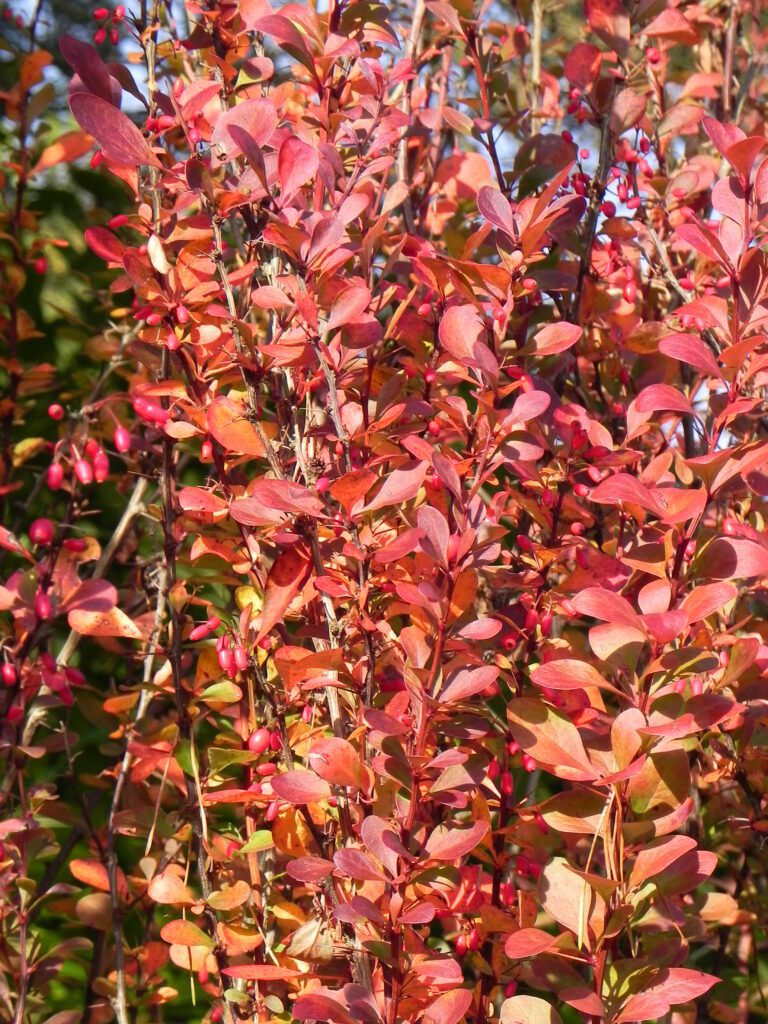 Berberis thunbergii ‘Helmond Pillar’ 3L 5023242376035 2