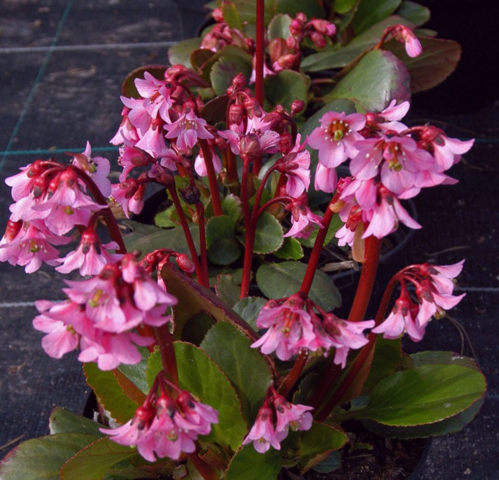 Bergenia ‘Overture’ 2L 5023242297354 2