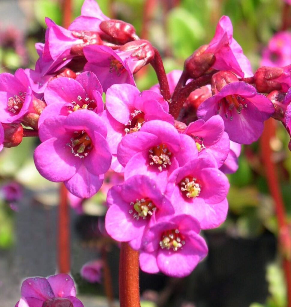 Bergenia ‘Overture’ 2L 5023242297354 2