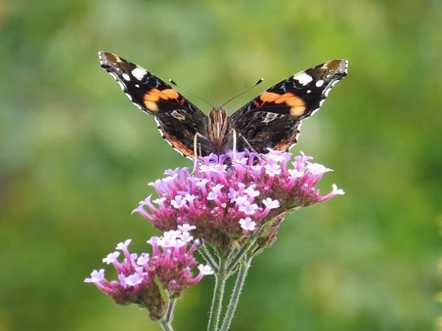 Planting for Wildlife