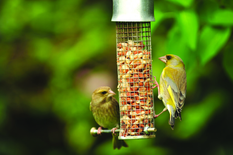 Caring for Garden Birds All Year Round