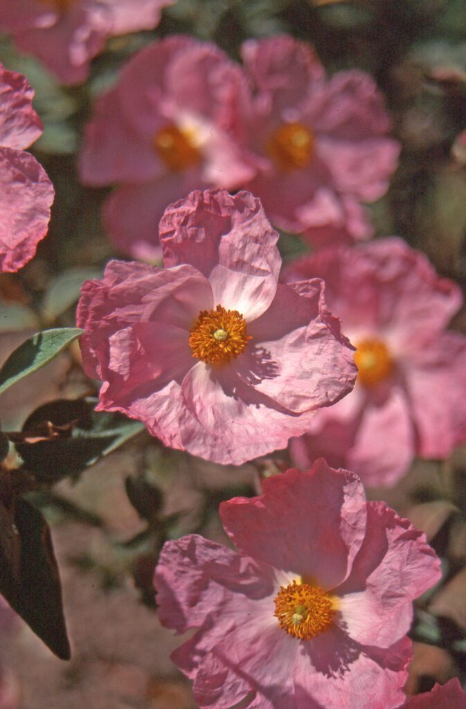 Cistus x argenteus ‘Silver Pink’ 3L 5023242163383