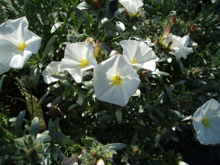 Convolvulus cneorum | Plant Profile