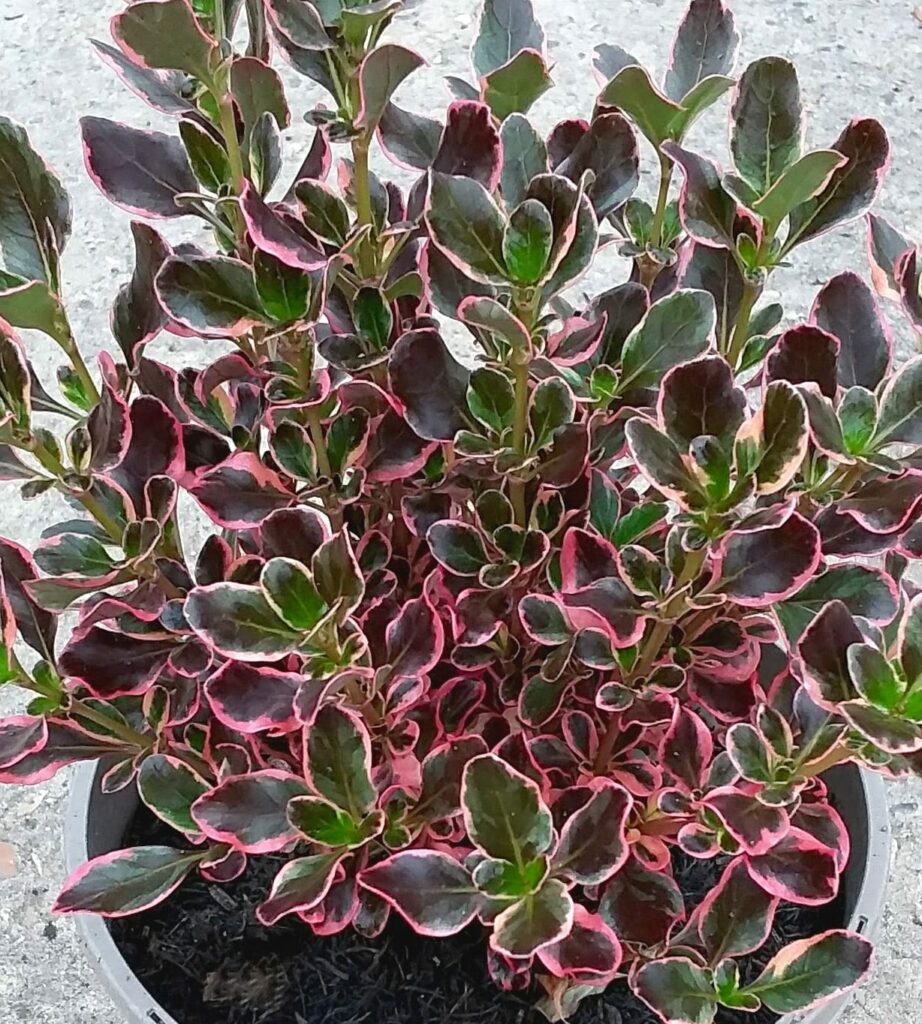 Coprosma repens ‘Pacific Dawn’ 3L 5023242368115 2