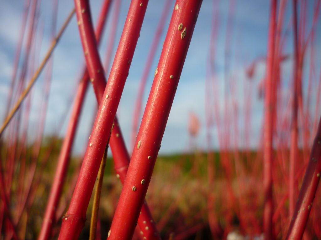 Cornus alba ‘Baton Rouge’ 3L 5023242328133 2