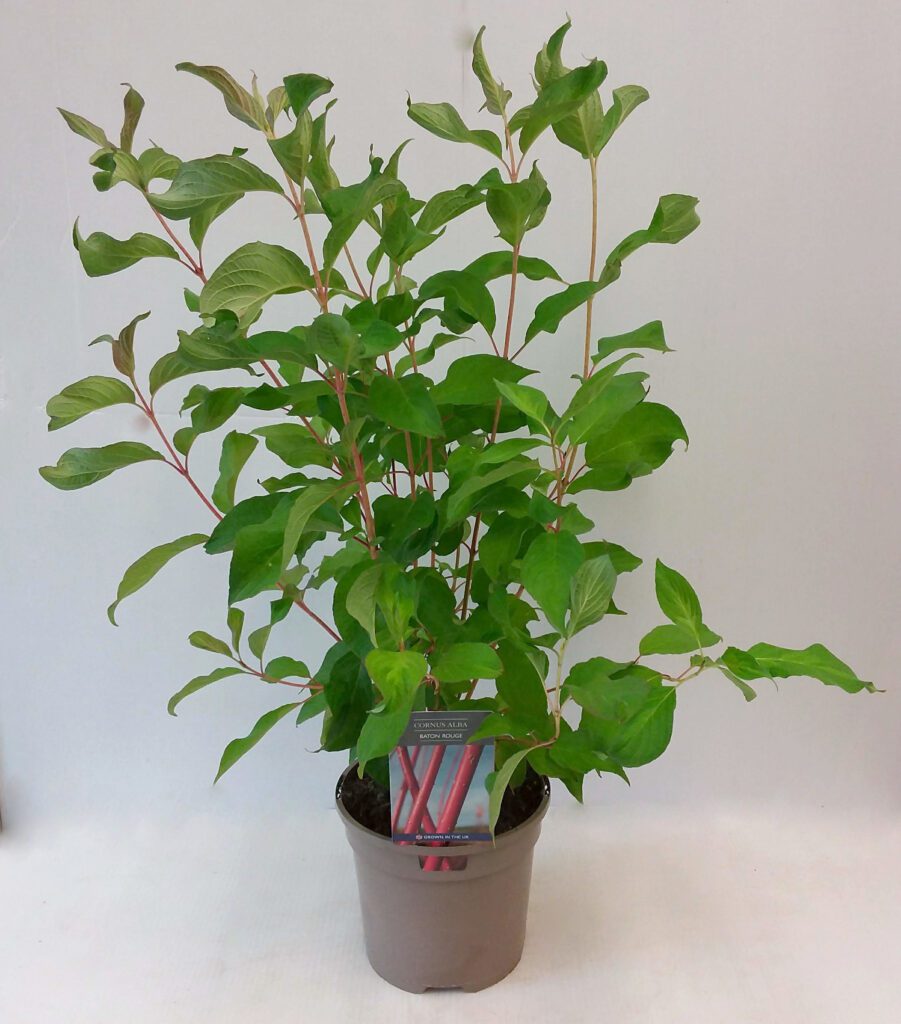 Cornus alba ‘Baton Rouge’ 3L 5023242328133 2