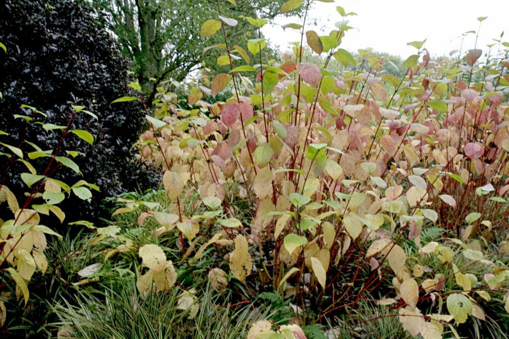 Cornus alba ‘Sibirica’ 3L 5023242370903 2