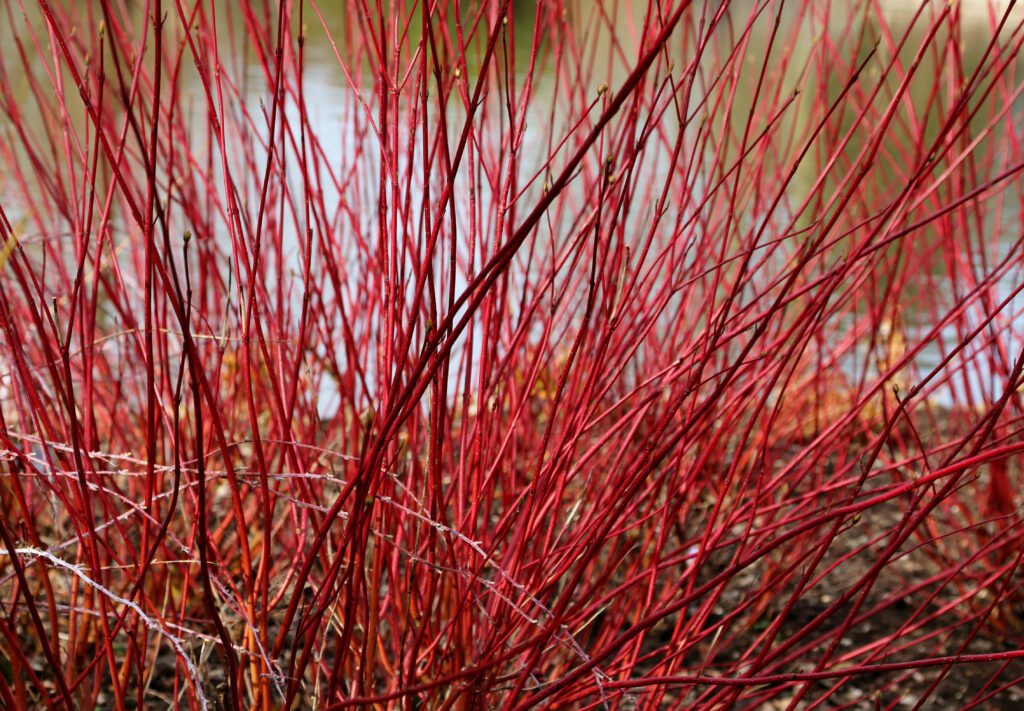 Cornus alba ‘Sibirica’ 3L 5023242370903 2