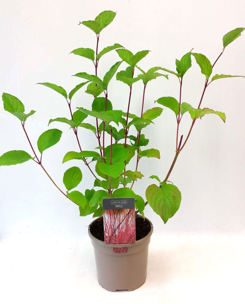 Cornus alba ‘Sibirica’ 3L 5023242370903 2
