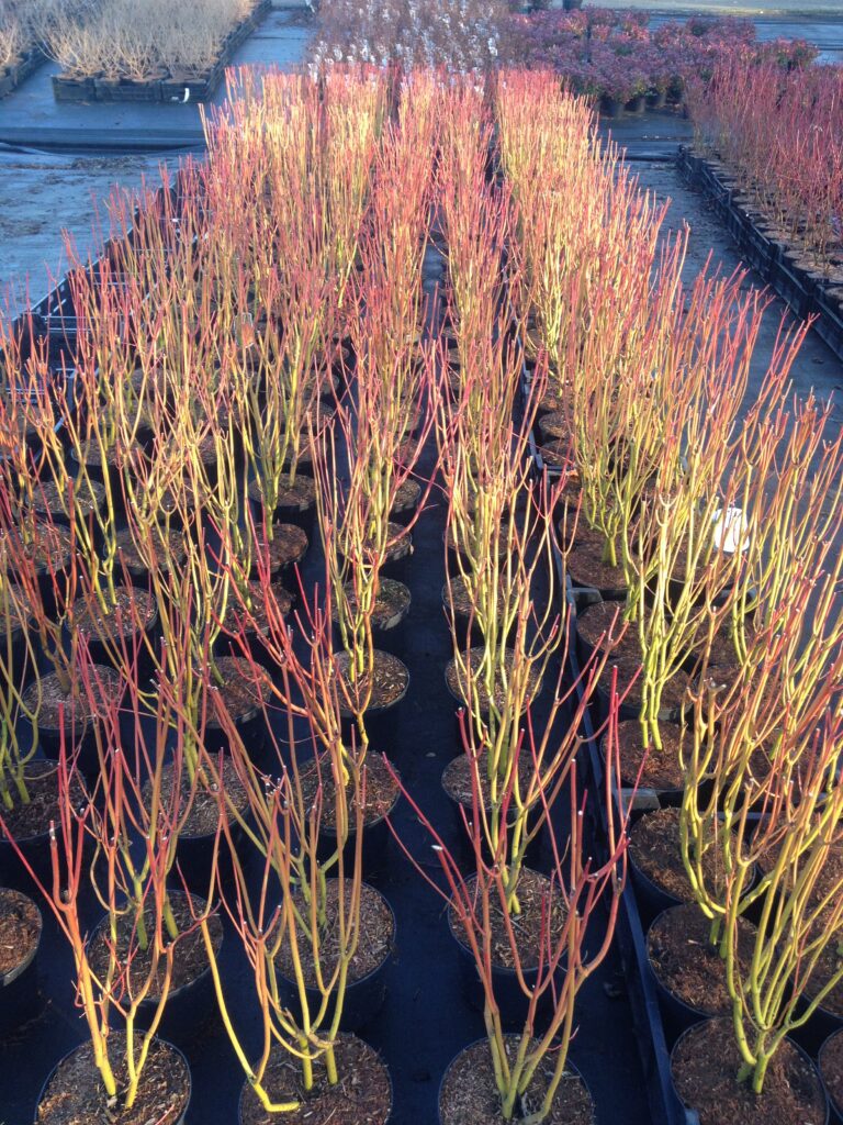 Cornus alba ‘Sibirica’ 3L 5023242370903 2
