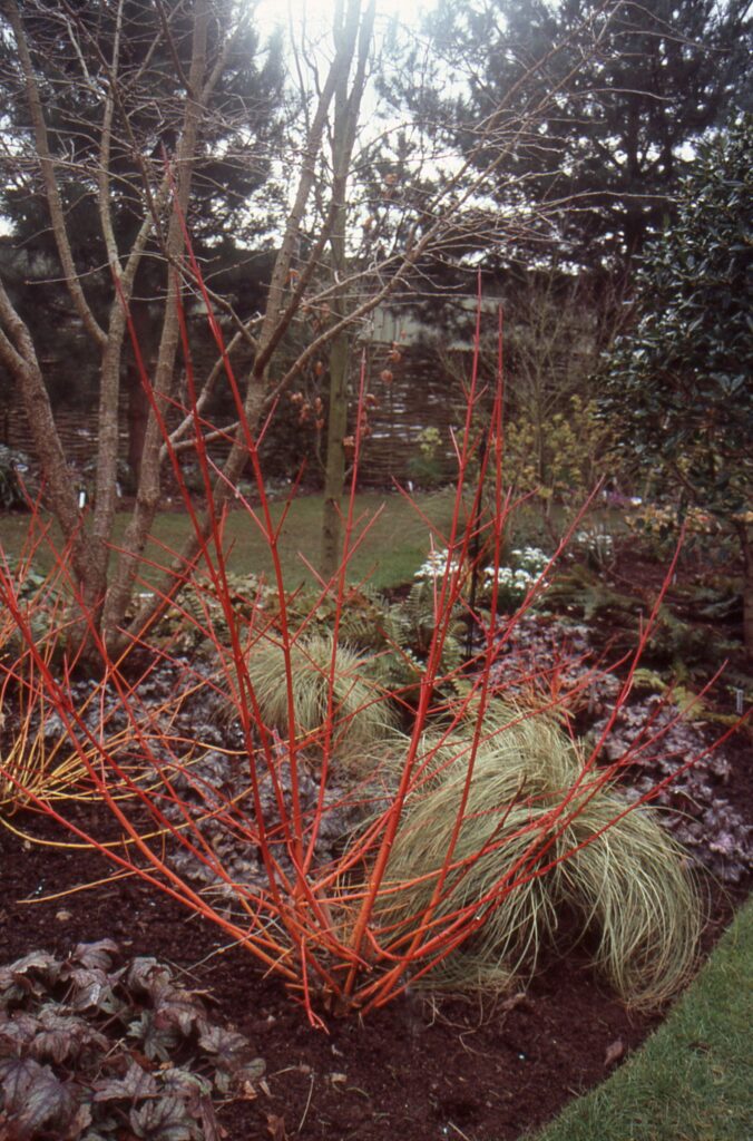 Cornus sanguinea ‘Annys Winter Orange’ 3L 5023242350899 2