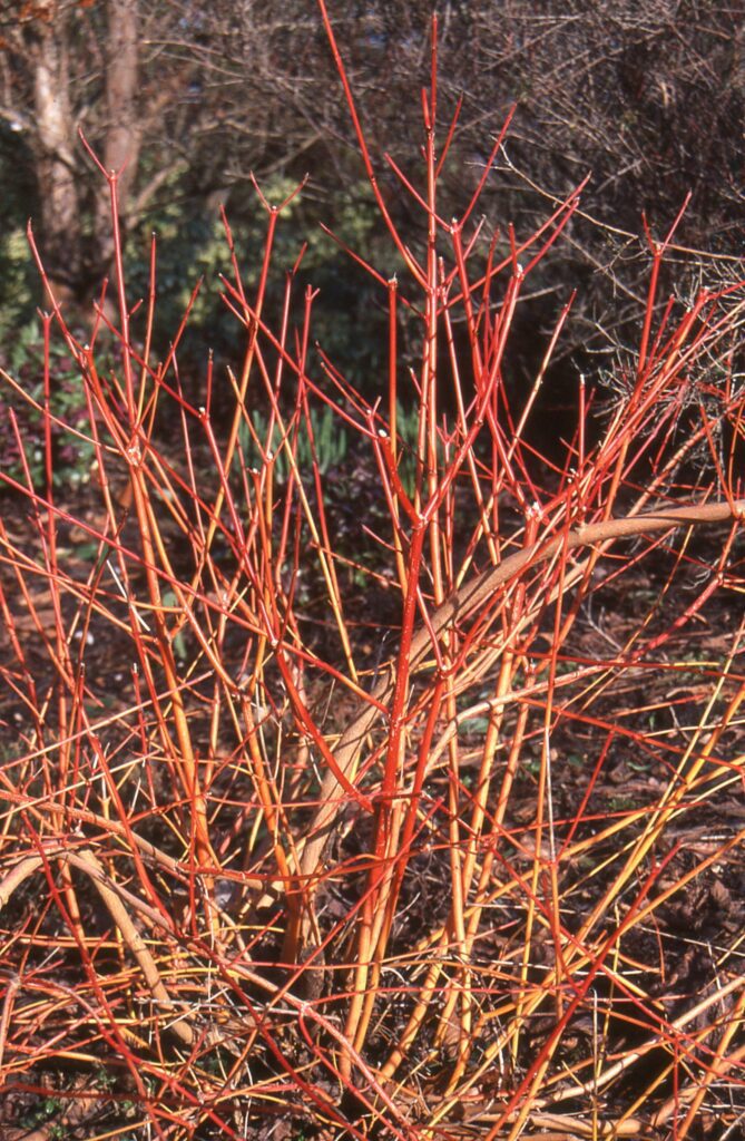 Cornus sanguinea ‘Annys Winter Orange’ 3L 5023242350899 2