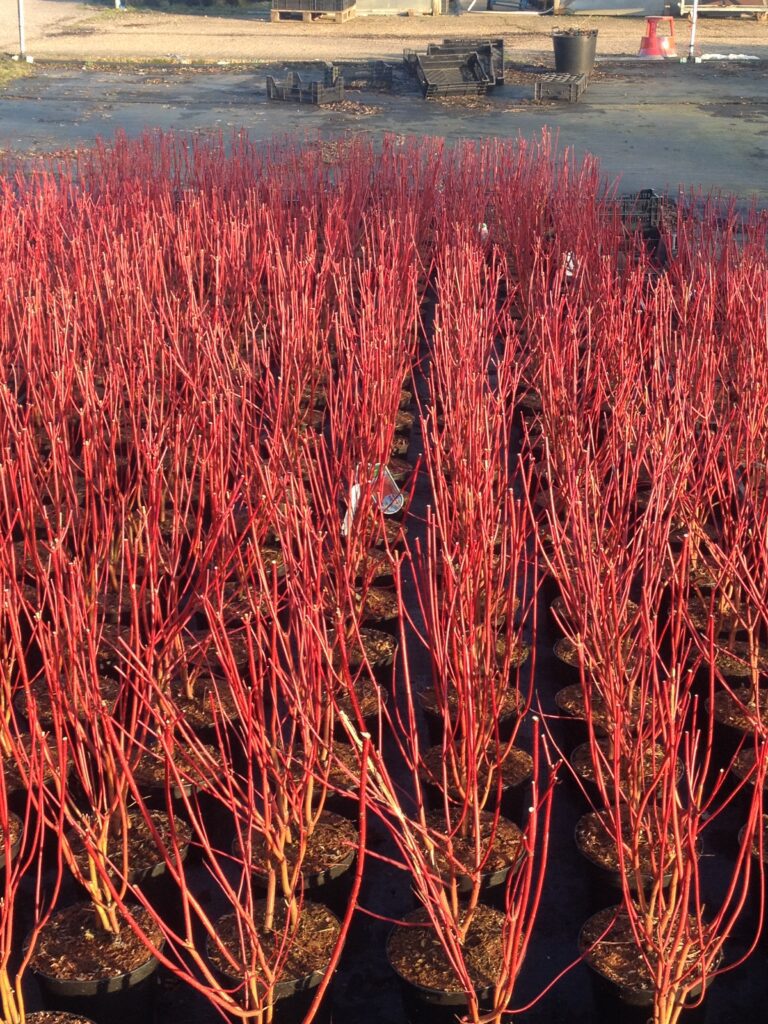 Cornus | Plant Profile