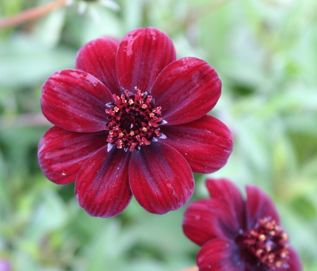 Cosmos atrosanguineus ‘Chocamocha’ 2L 5023242327709