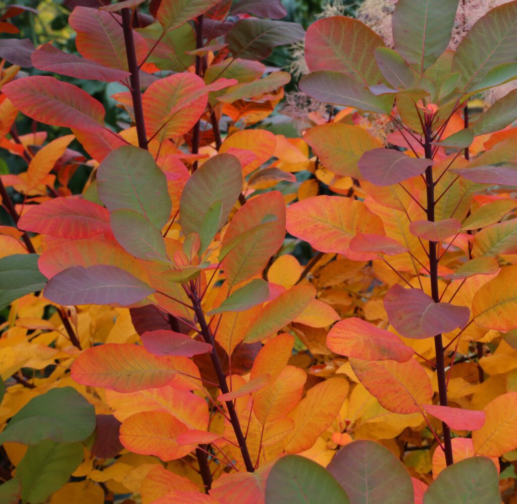 Cotinus ‘Candy Floss’ 3L 5023242339962